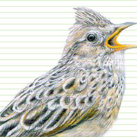 Eurasian skylark – original colour pencil drawing by Aga Grandowicz - closeup.
