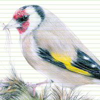 European goldfinch – original colour pencil drawing by Aga Grandowicz – closeup.