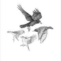 Garden birds #2 – A4 prints by Aga Grandowicz