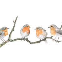 FOUR ROBINS ON A BRANCH – A4 AND A4 ART PRINTS by Aga Grandowicz.