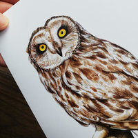 Short-eared-owl-artwork-greeting-card-by-aga-grandowicz_closeup