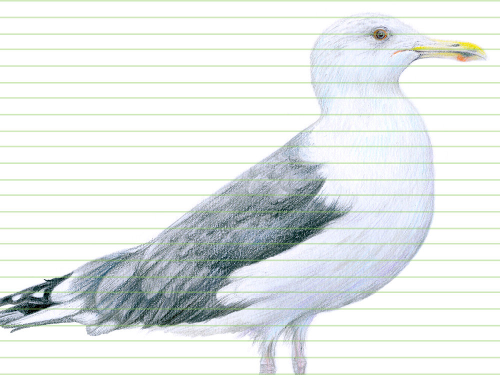 Caspian gull – original colour pencil drawing by Aga Grandowicz - closeup.