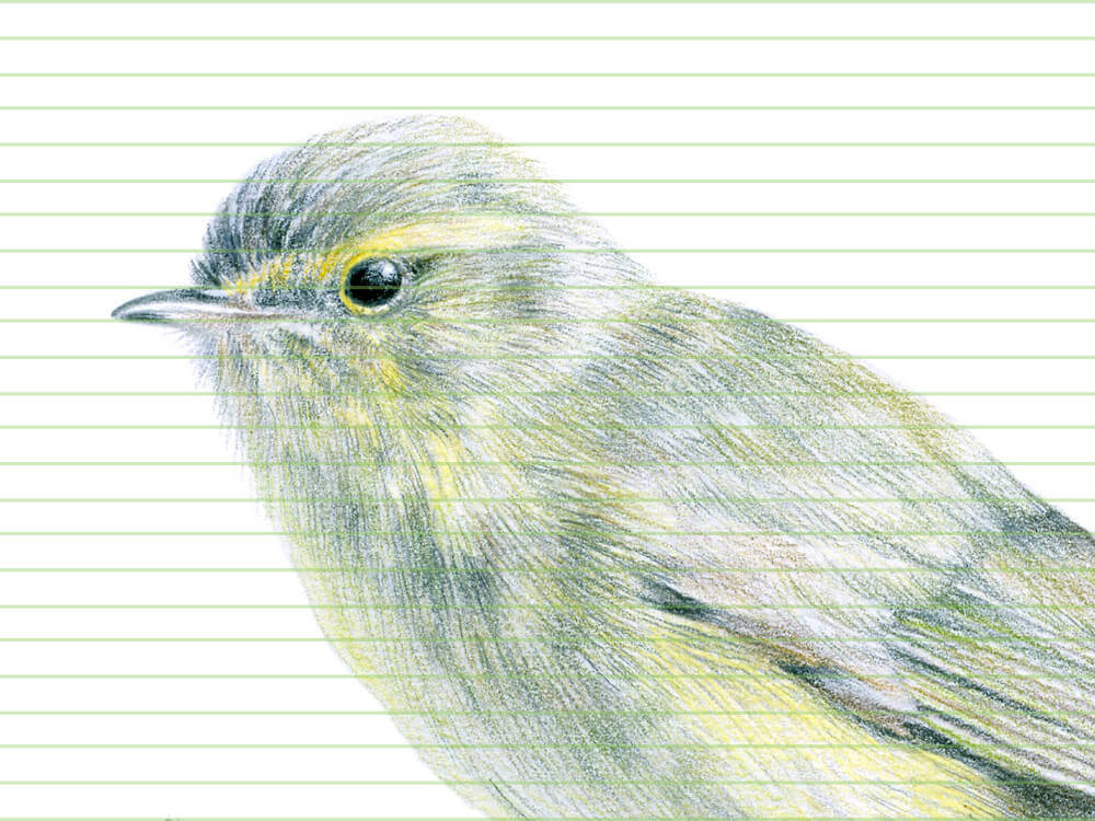 Common chiffchaff – original colour pencil drawing by Aga Grandowicz – closeup.