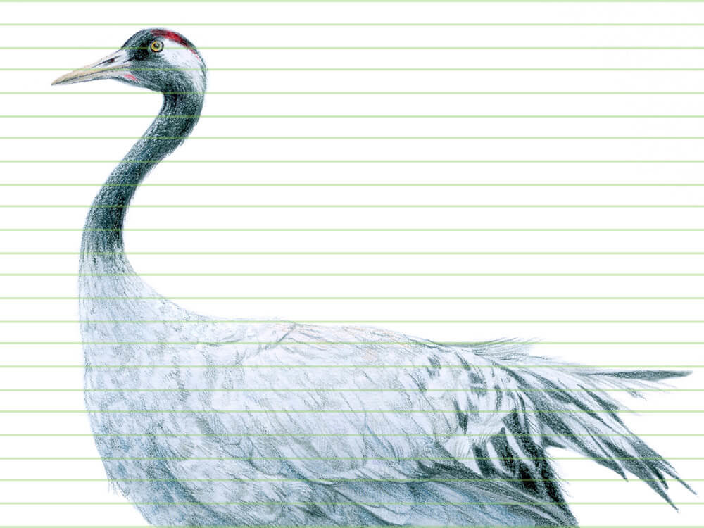 Common crane – original colour pencil drawing by Aga Grandowicz – closeup.