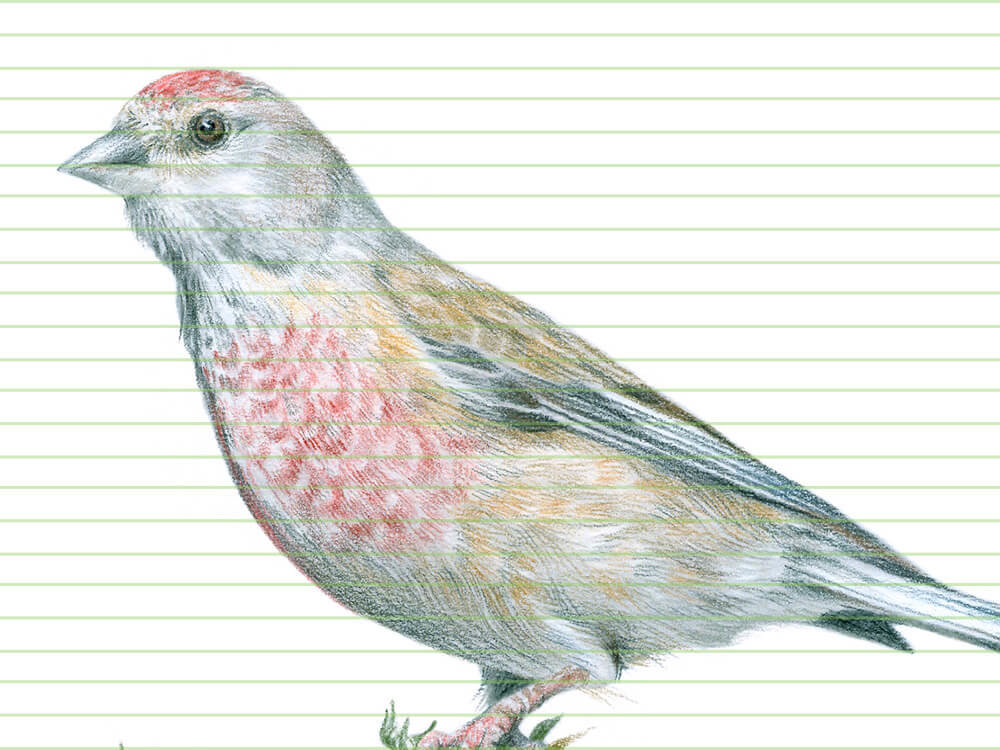 Common Linnet – original colour pencil drawing by Aga Grandowicz – closeup.