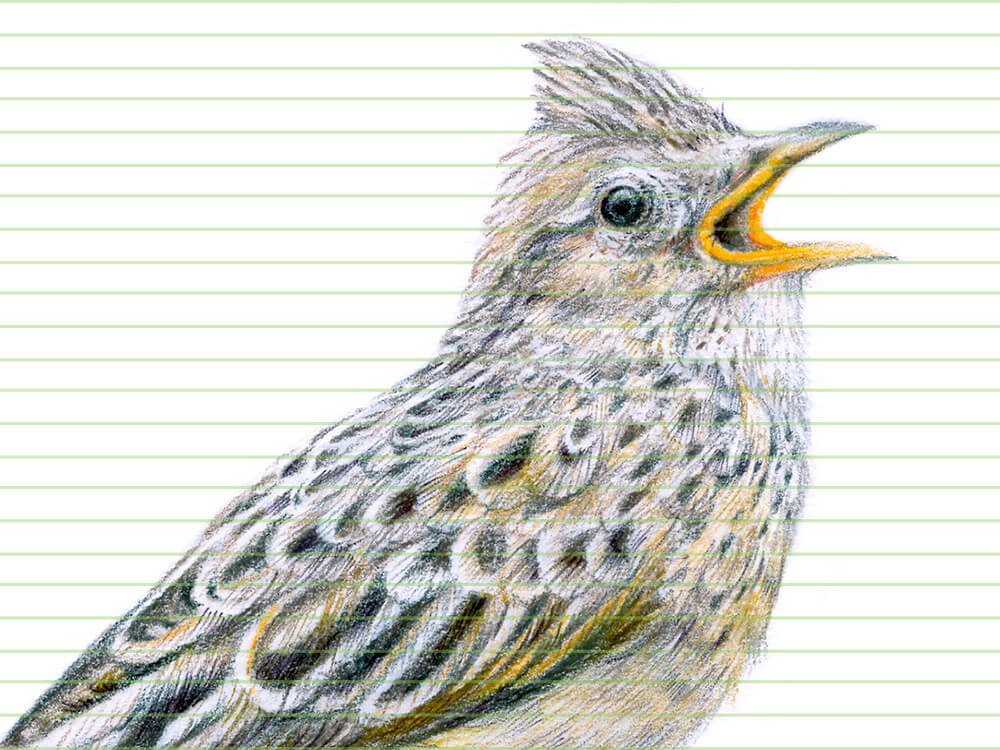 Eurasian skylark – original colour pencil drawing by Aga Grandowicz - closeup.