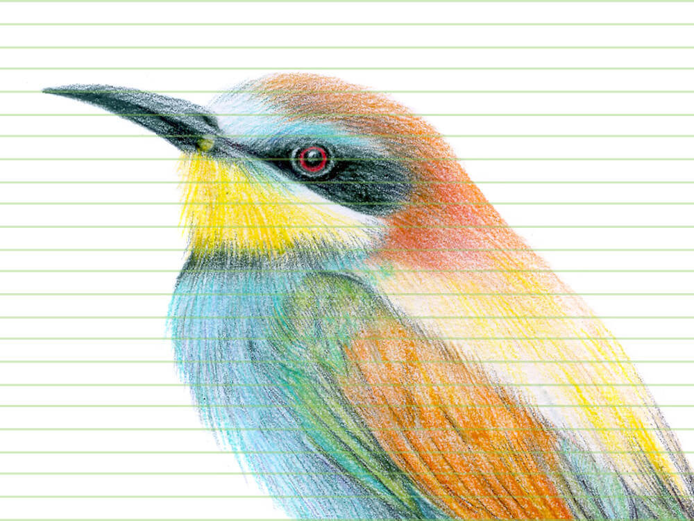 European bee eater – original colour pencil drawing by Aga Grandowicz – closeup.