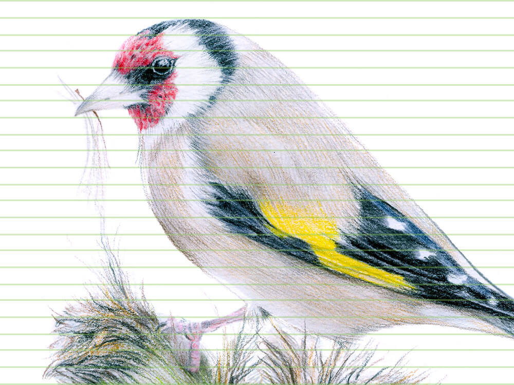 European goldfinch – original colour pencil drawing by Aga Grandowicz – closeup.