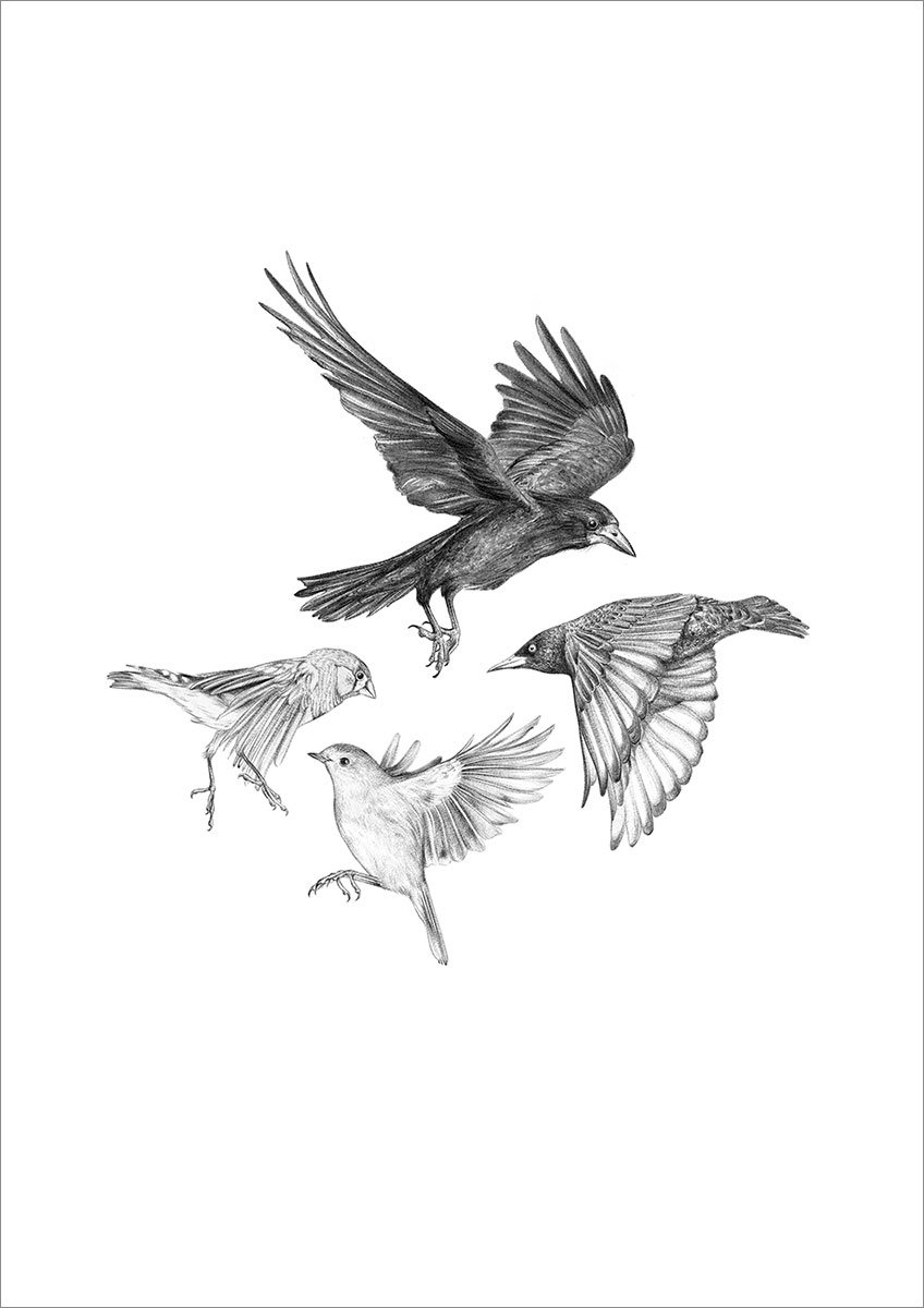 Garden birds #2 – A4 prints by Aga Grandowicz