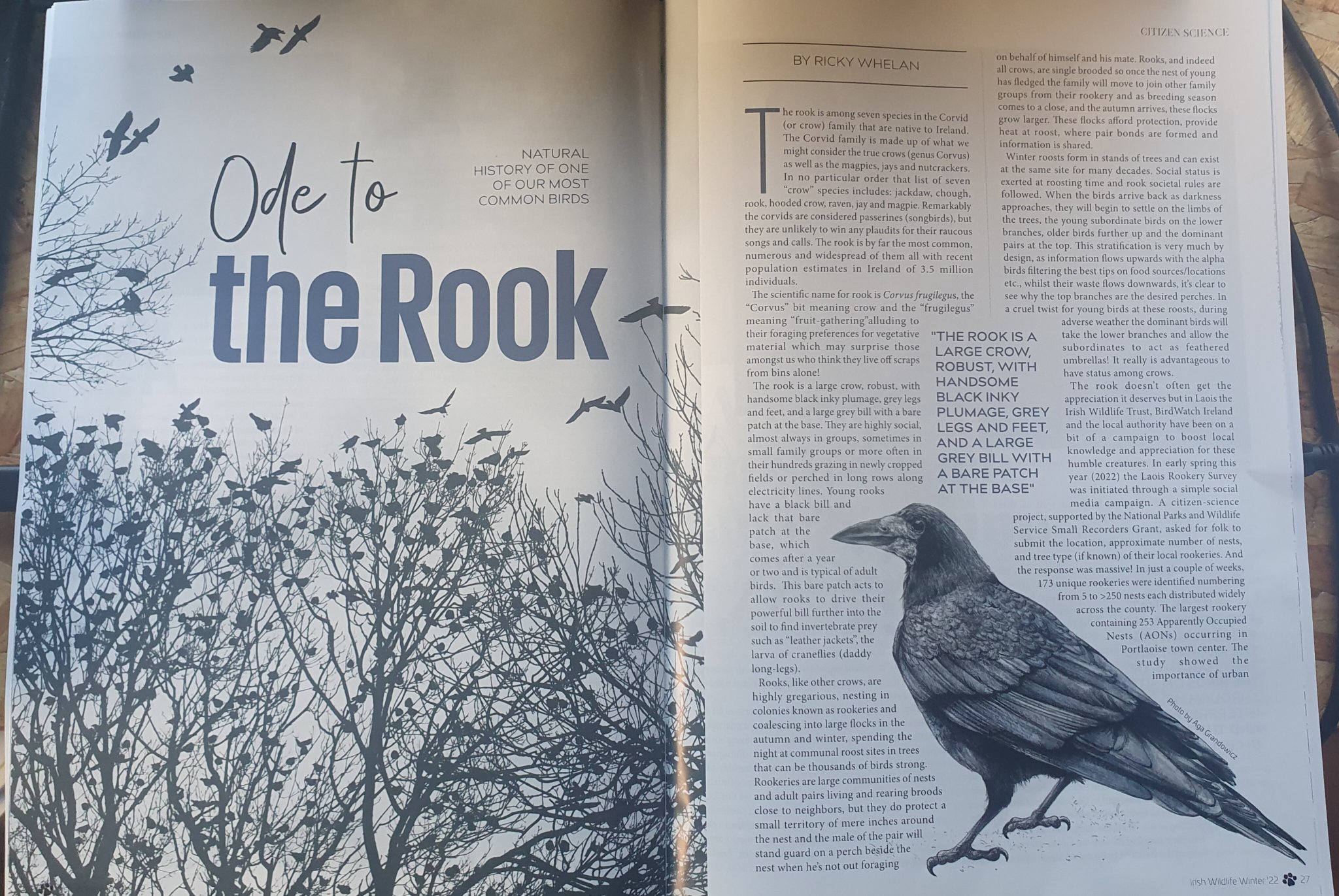 Ricky Whelan's article on rooks in the Irish Wildlife Trust's magazine