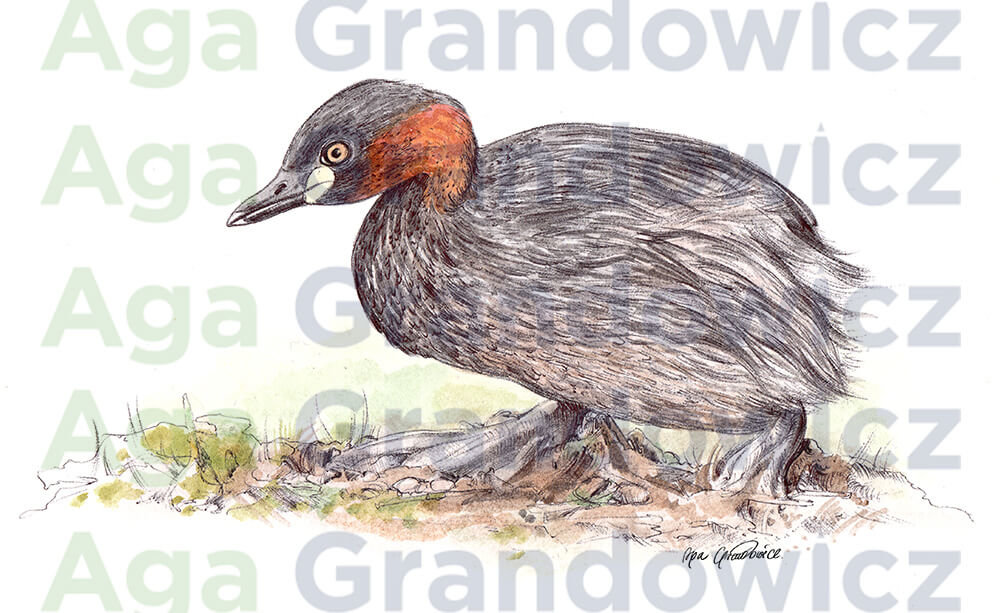 Little grebe duck – original artwork by Aga Grandowicz – close-up.
