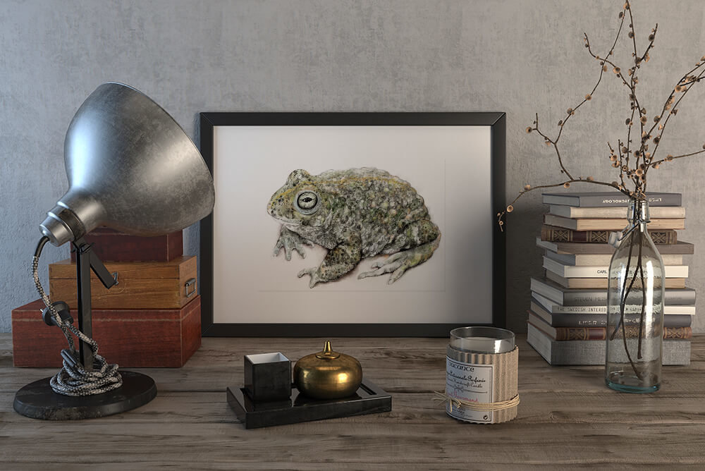 Natterjack toad – original artwork by Aga Grandowicz