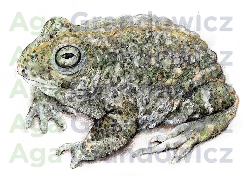 Natterjack toad – original artwork by Aga Grandowicz – close-up