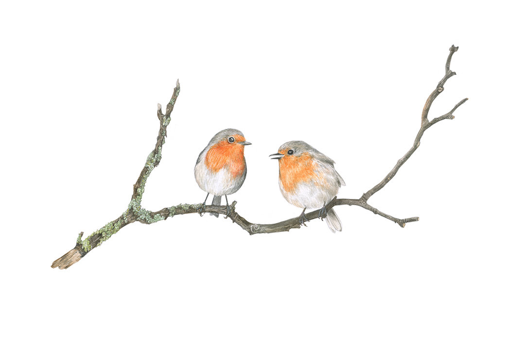 TWO ROBINS ON A BRANCH – A4 AND A4 ART PRINTS by Aga Grandowicz.