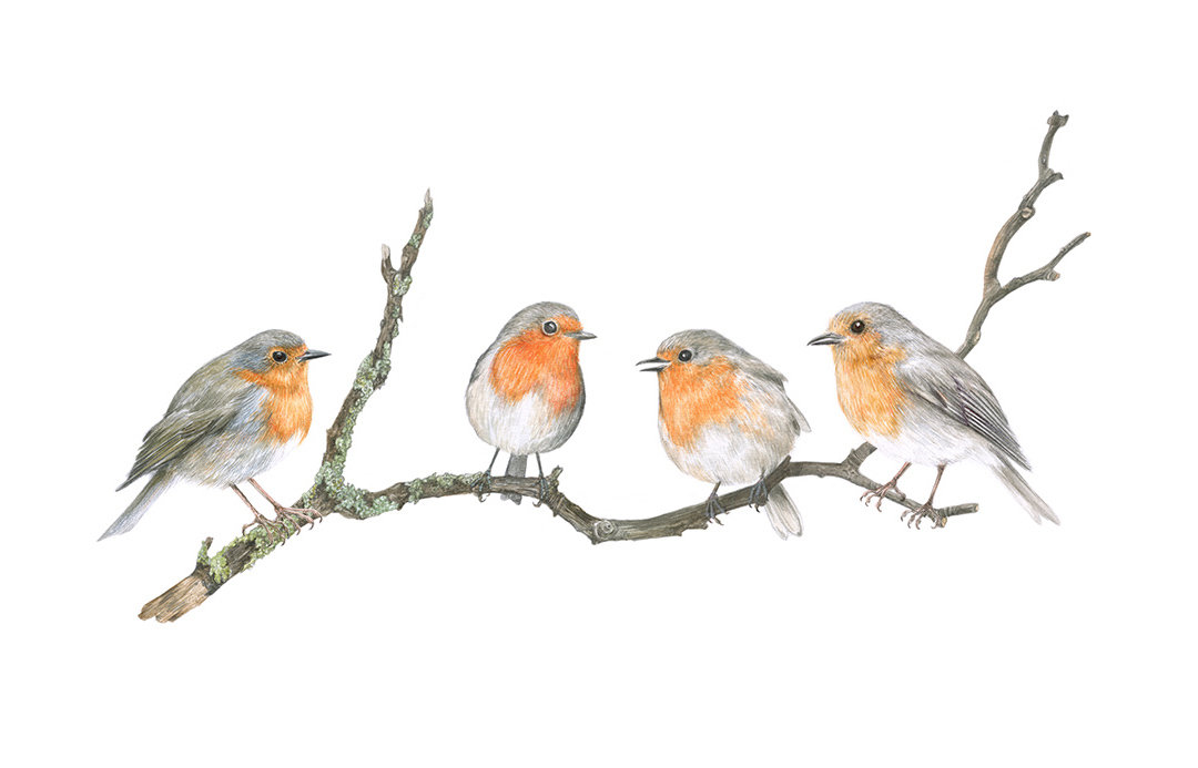 FOUR ROBINS ON A BRANCH – A4 AND A4 ART PRINTS by Aga Grandowicz.