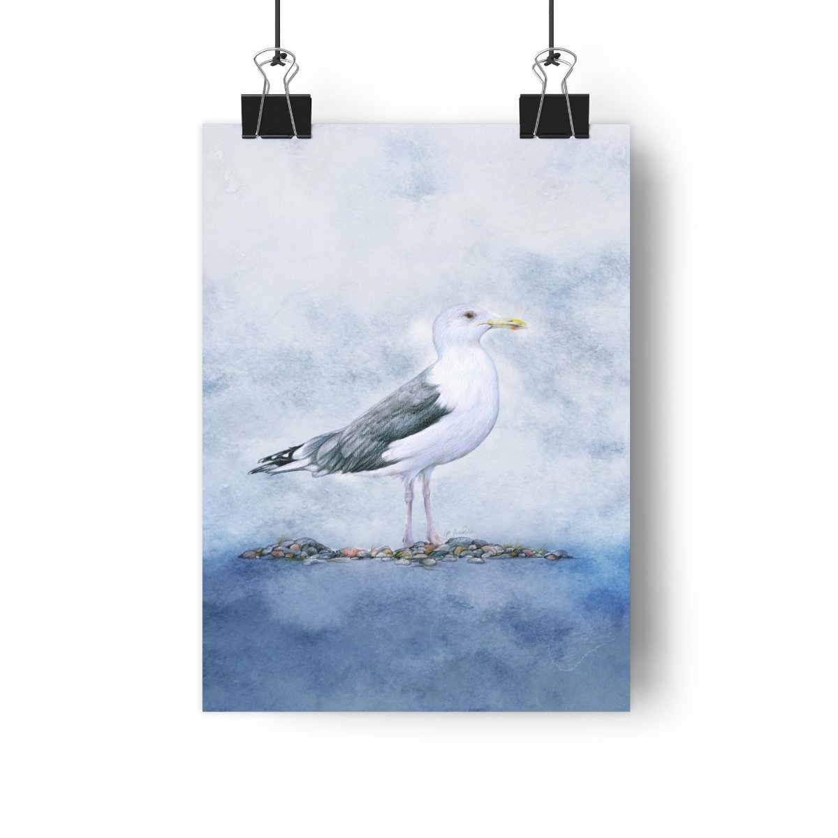Caspian gull – Giclée Art Print
