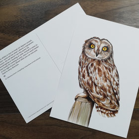 CARD A5 – Short-eared owl – Wildlife illustration by Aga Grandowicz
