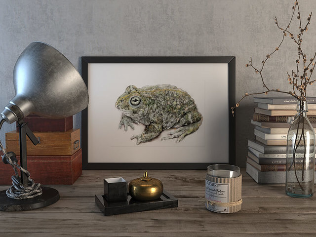 Natterjack toad – original artwork by Aga Grandowicz